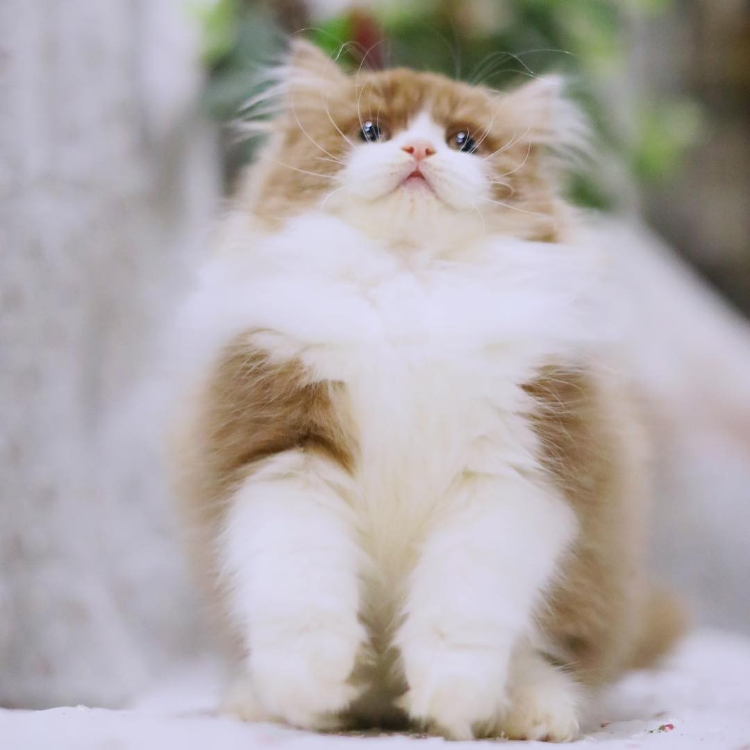 Ragdoll  British shorthair kittens